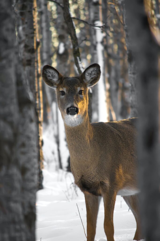 watch for wildlife female deer