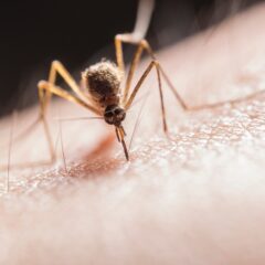 mosquito biting arm natural insect repellents