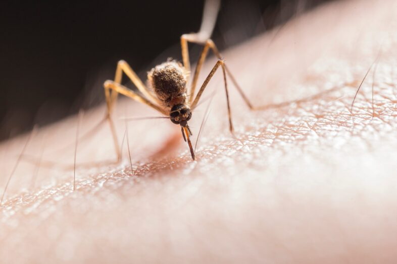 mosquito biting arm natural insect repellents